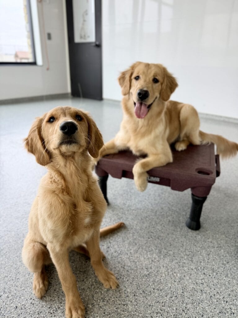 Two adorable golden retrievers at Zuri Pet Spa for grooming and care.